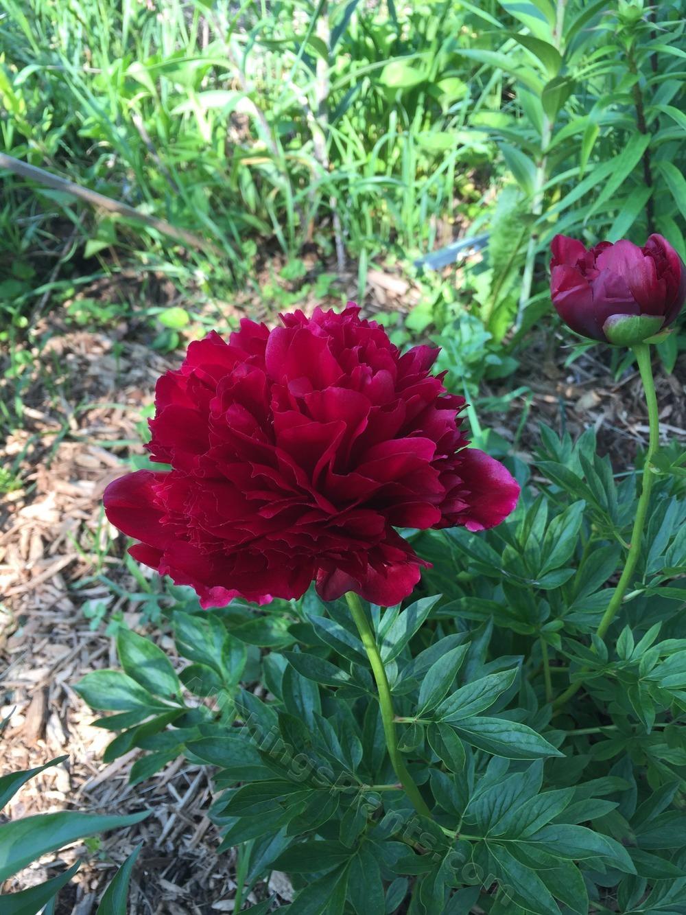 Photo of Peony (Paeonia 'Red Grace') uploaded by magnolialover