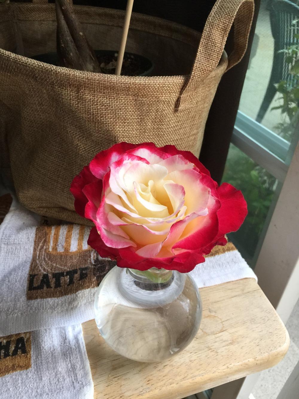 Photo of Hybrid Tea Rose (Rosa 'Double Delight') uploaded by mattmackay22