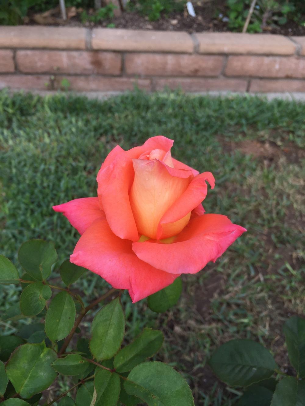 Photo of Rose (Rosa 'Folklore') uploaded by mattmackay22