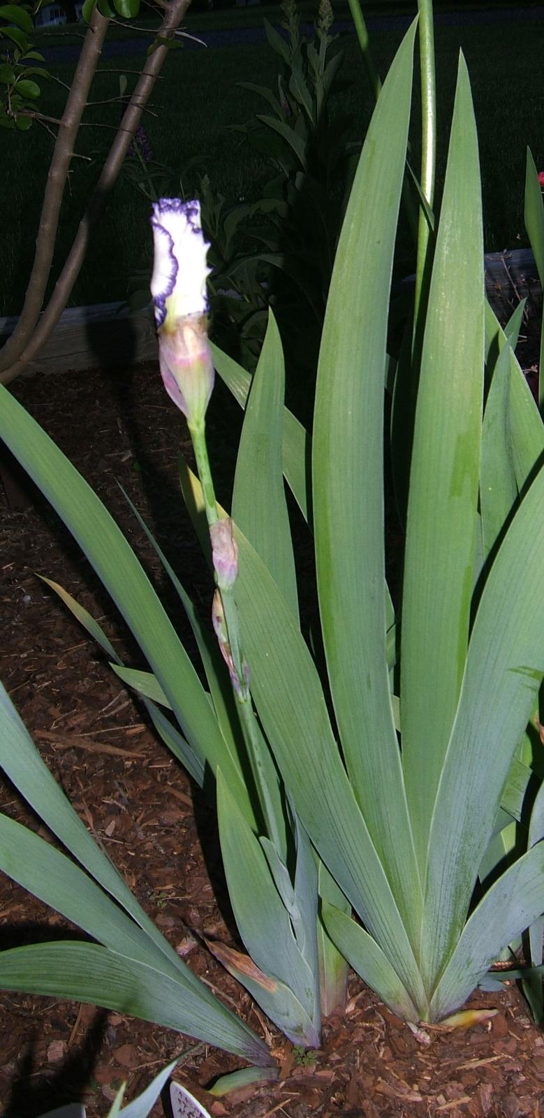 Photo of Tall Bearded Iris (Iris 'Innocent Star') uploaded by pirl
