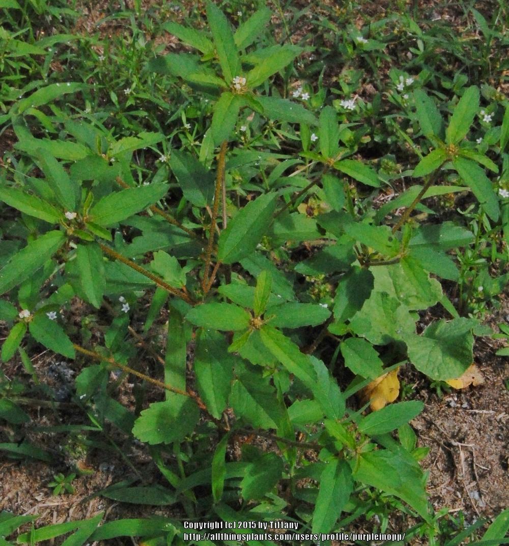 Photo of Tooth-Leaved Croton (Croton glandulosus) uploaded by purpleinopp