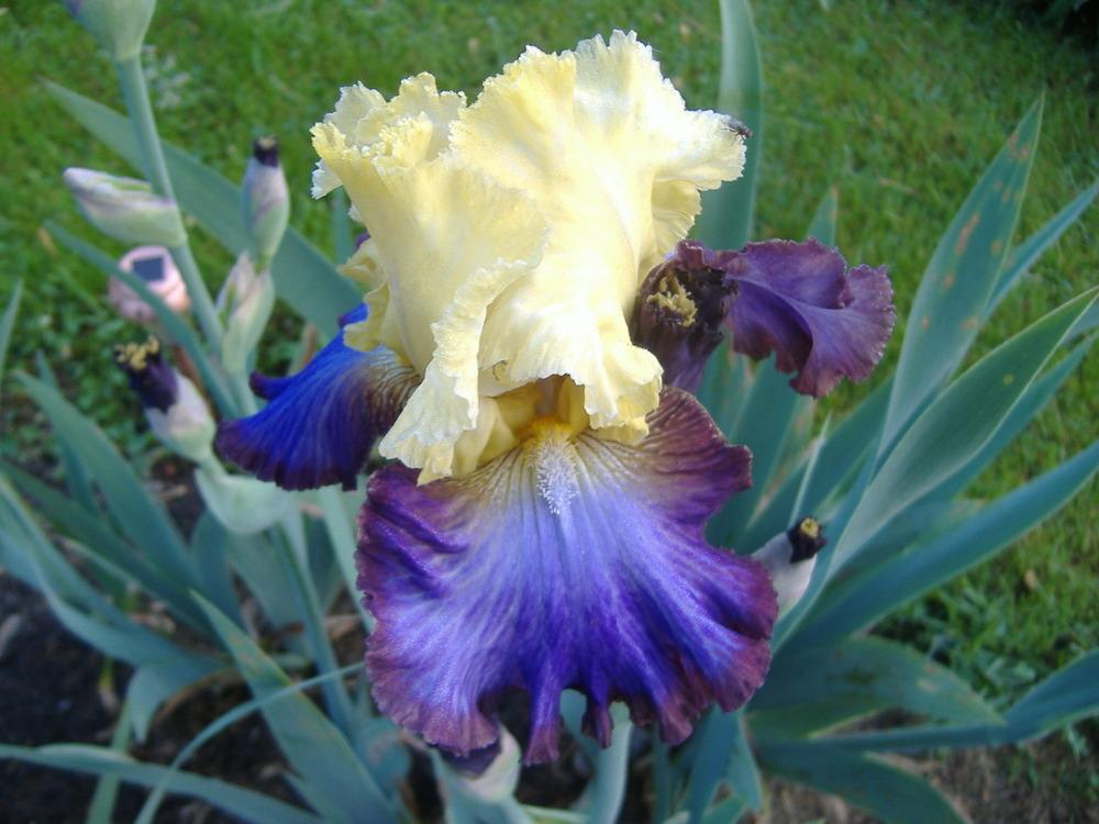 Photo of Tall Bearded Iris (Iris 'Adventurous') uploaded by tveguy3