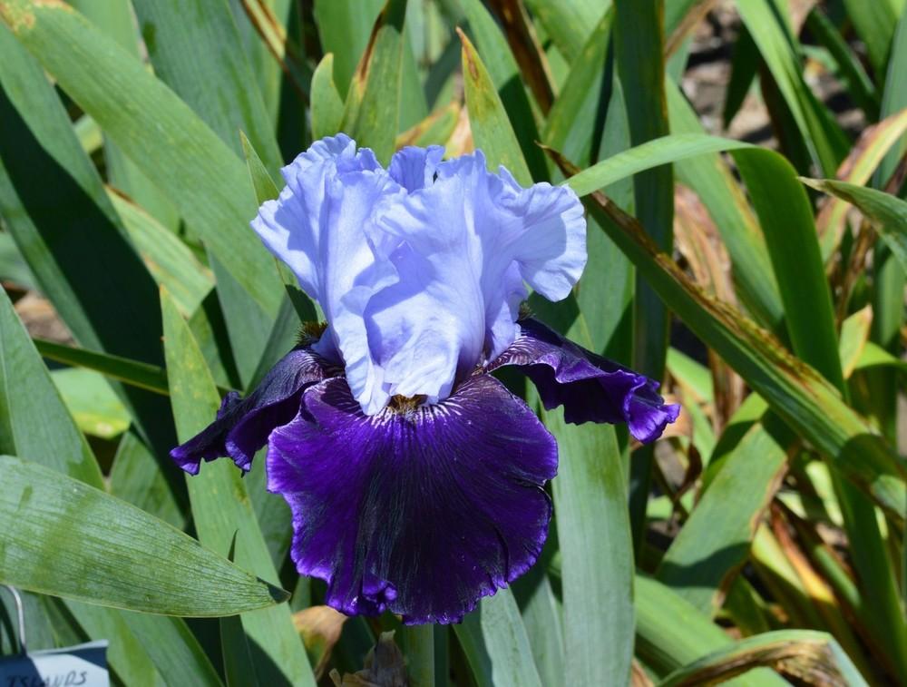Photo of Tall Bearded Iris (Iris 'Aleutian Islands') uploaded by KentPfeiffer