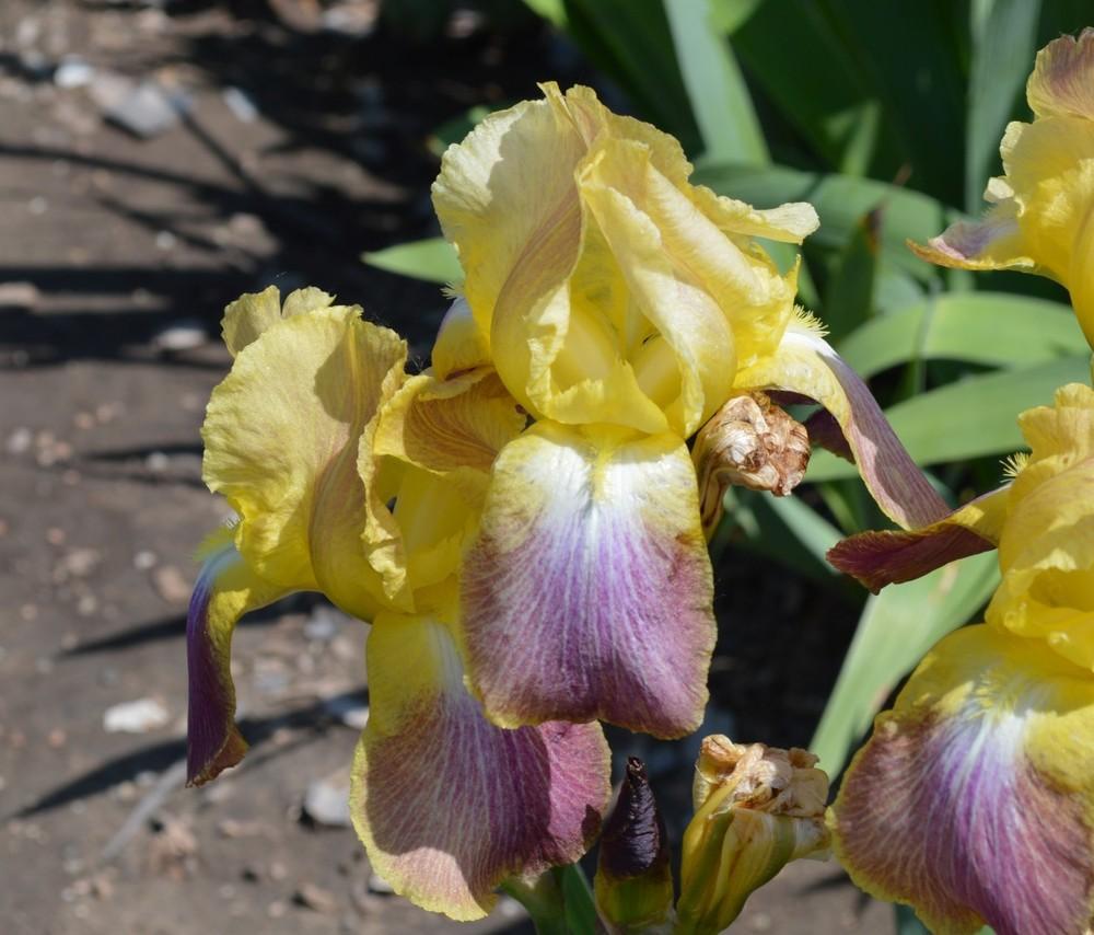 Photo of Tall Bearded Iris (Iris 'Bertha Gersdorff') uploaded by KentPfeiffer