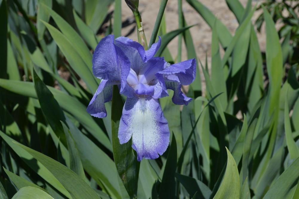 Photo of Tall Bearded Iris (Iris 'Blue Shimmer') uploaded by KentPfeiffer