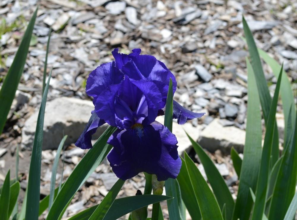 Photo of Tall Bearded Iris (Iris 'Allegiance') uploaded by KentPfeiffer