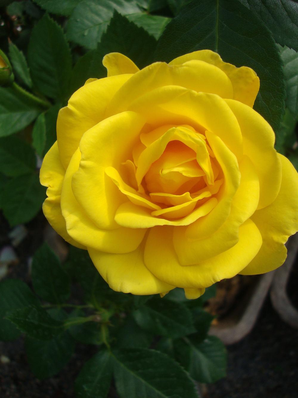 Photo of Rose (Rosa 'Shockwave') uploaded by Paul2032