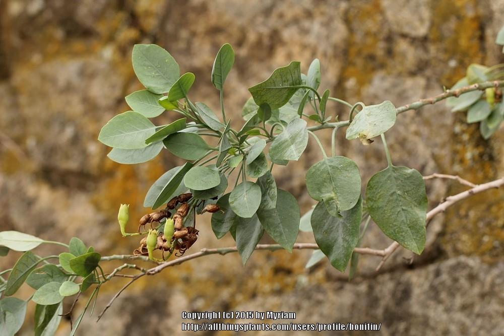 Photo of Tree Tobacco (Nicotiana glauca) uploaded by bonitin