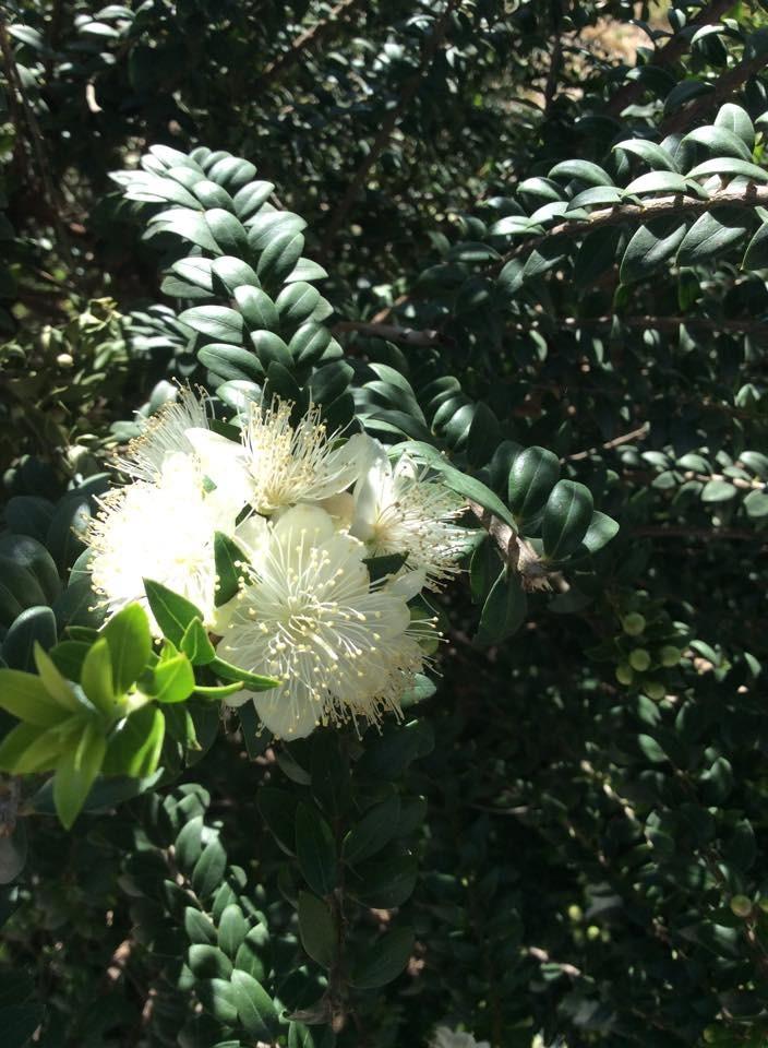 Photo of Myrtle (Myrtus communis) uploaded by krobra
