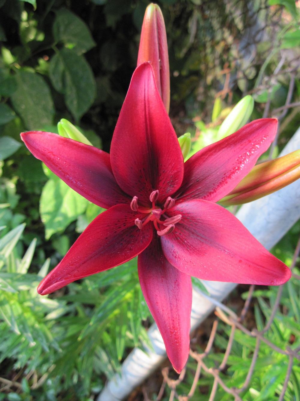 Photo of Lily (Lilium 'Black Out') uploaded by kylaluaz