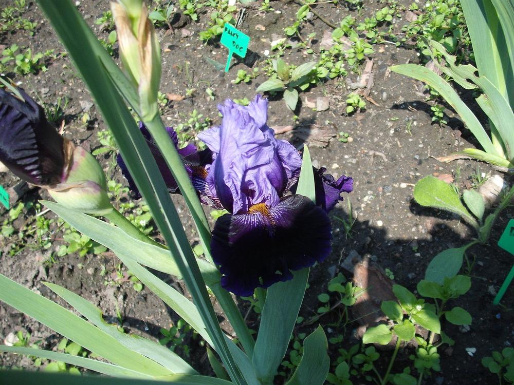 Photo of Tall Bearded Iris (Iris 'Flying Cyprian') uploaded by pasla3