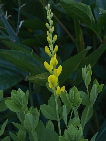 Photo of Yellow Wild indigo (Baptisia sphaerocarpa) uploaded by plantrob