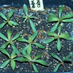 Location: Allentown, Pennsylvania
Date: 2015-02-15
month-old seedlings