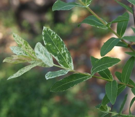 Photo of Dappled Willow (Salix integra 'Hakuro-nishiki') uploaded by plantrob