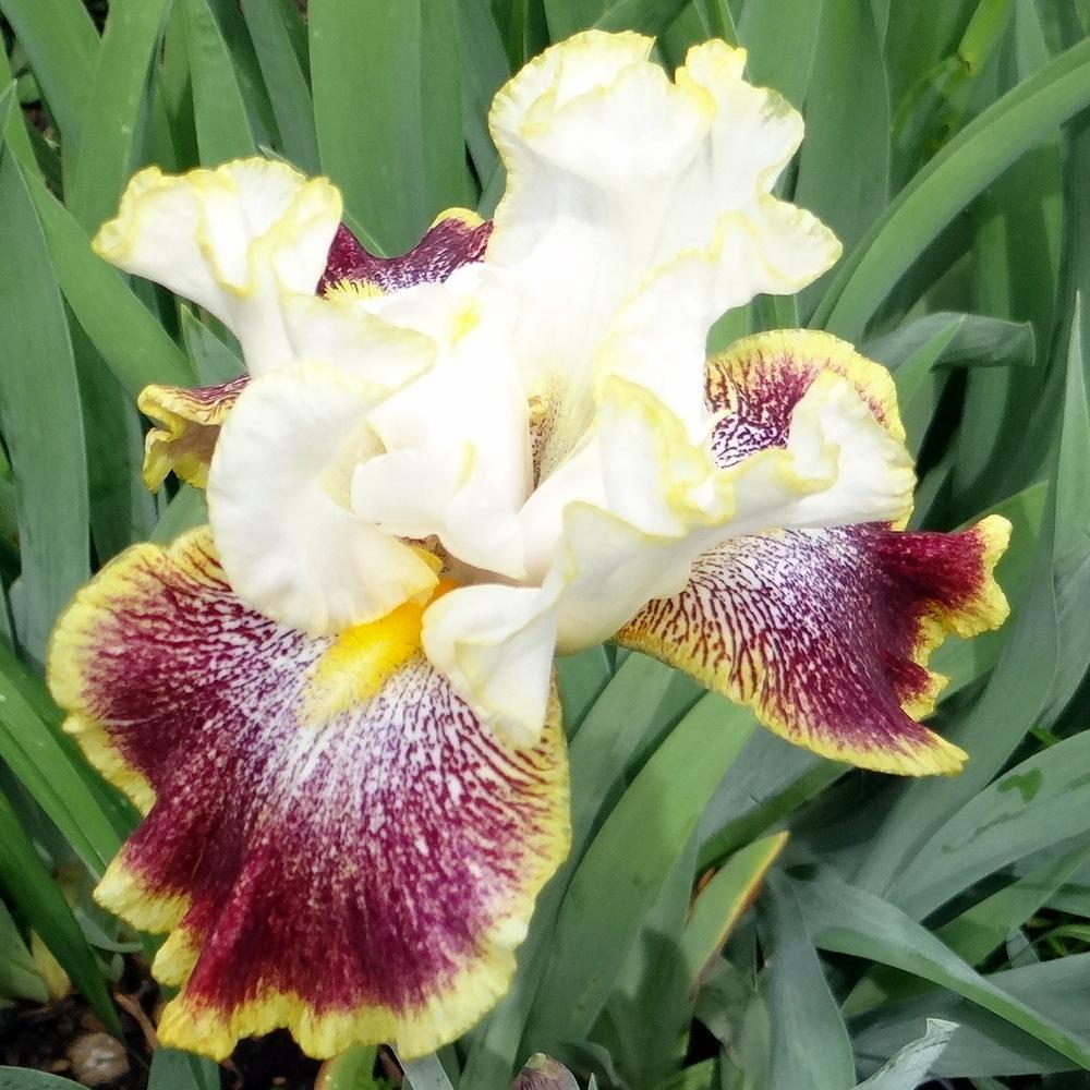Photo of Tall Bearded Iris (Iris 'Carnival Ride') uploaded by stilldew
