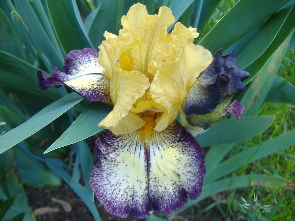 Photo of Tall Bearded Iris (Iris 'Aggressively Forward') uploaded by tveguy3