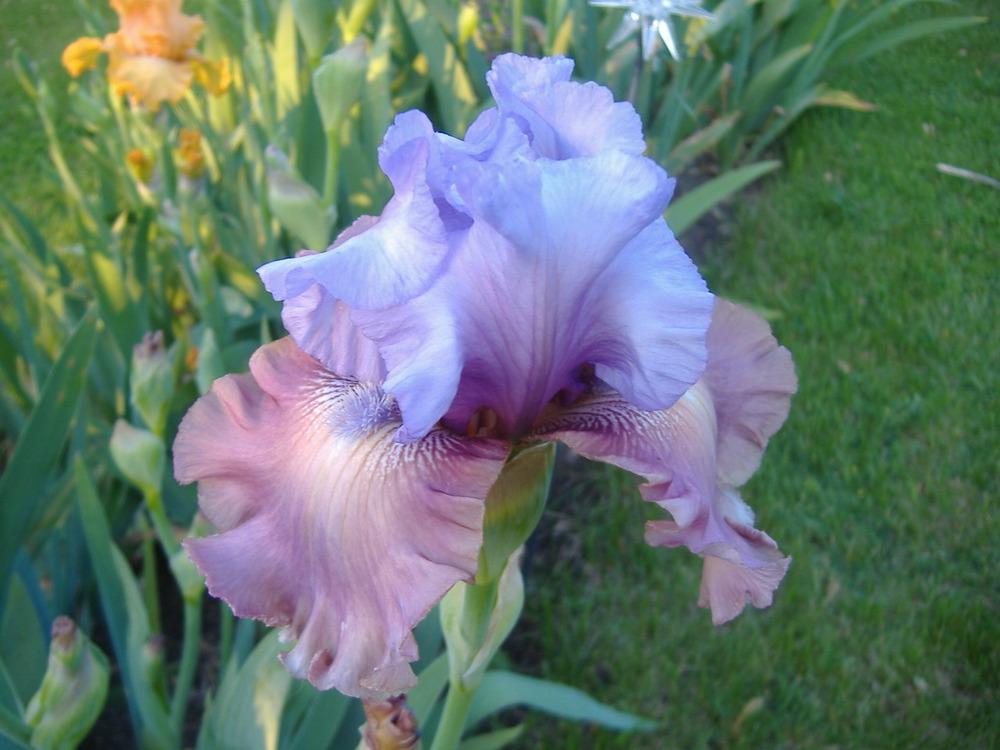 Photo of Tall Bearded Iris (Iris 'New Face') uploaded by tveguy3