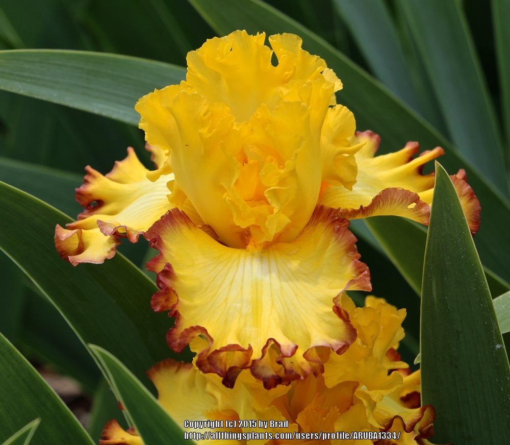 Photo of Tall Bearded Iris (Iris 'Rim of Fire') uploaded by ARUBA1334