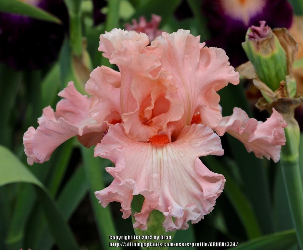 Photo of Tall Bearded Iris (Iris 'Splendid Spring') uploaded by ARUBA1334