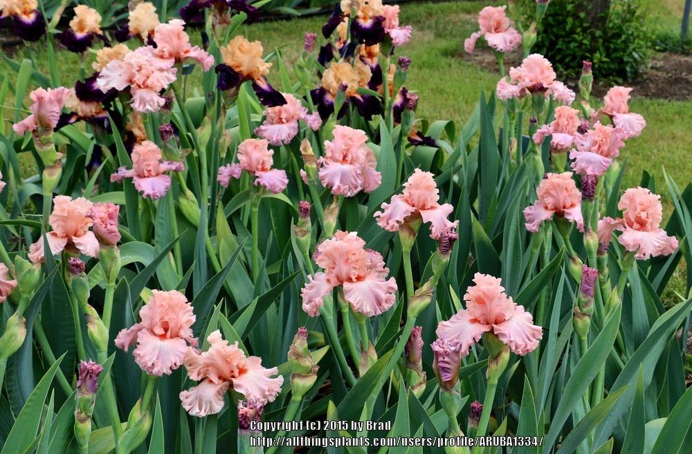 Photo of Tall Bearded Iris (Iris 'Splendid Spring') uploaded by ARUBA1334