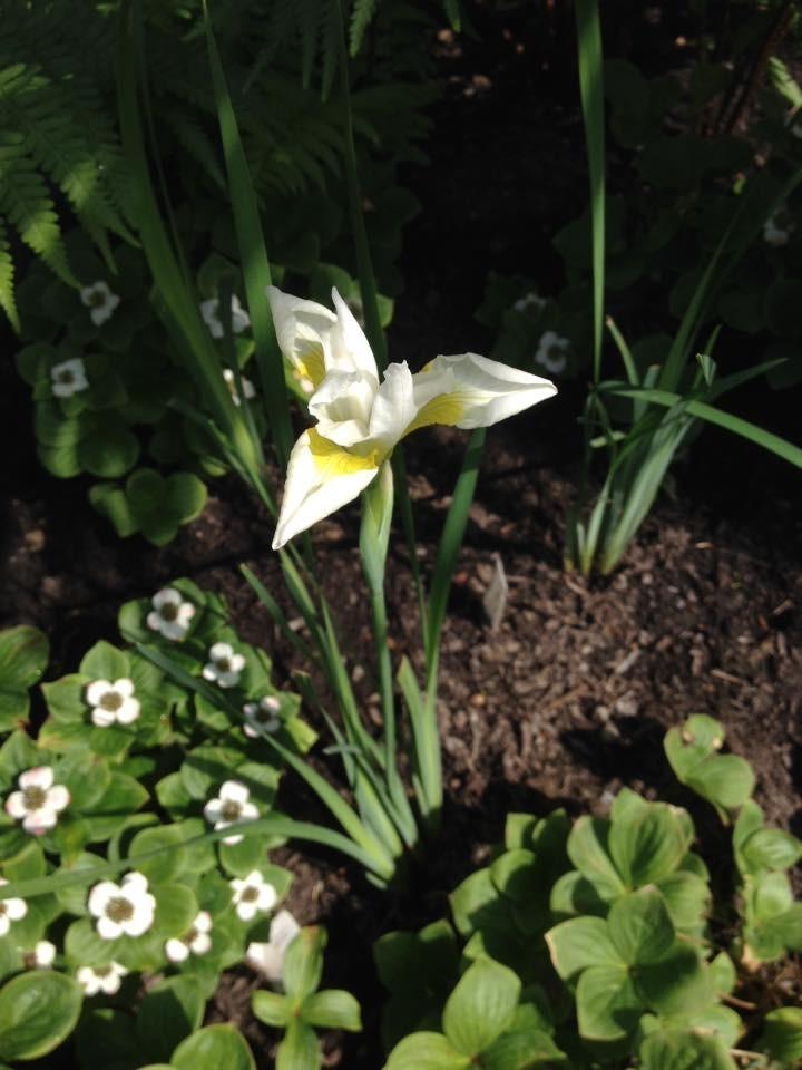Photo of Siberian Iris (Iris 'Snow Queen') uploaded by Arico
