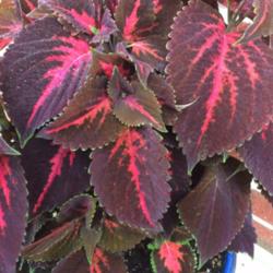 Location: My garden, central NJ, Zone 7A
Date: 5/29/15
Coleus Kingswood Torch