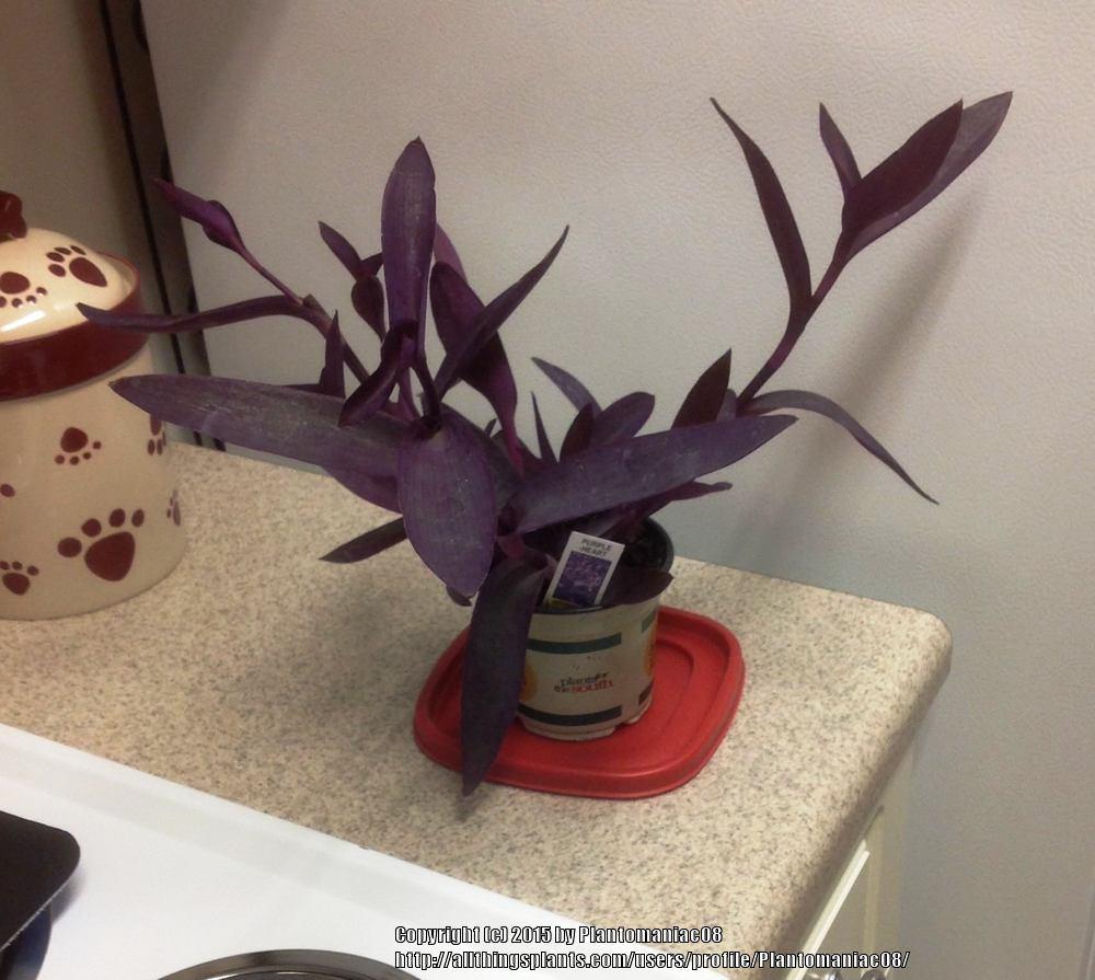 Photo of Purple Heart (Tradescantia pallida 'Purpurea') uploaded by Plantomaniac08
