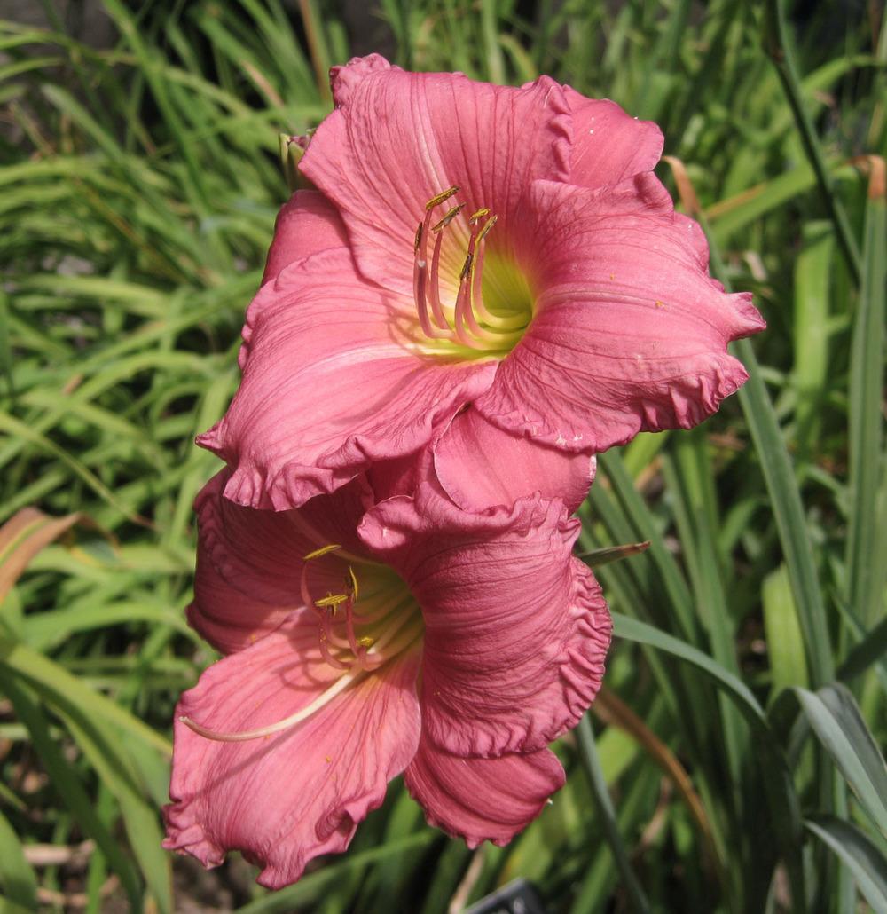 Photo of Daylily (Hemerocallis 'Coming Up Roses') uploaded by Polymerous