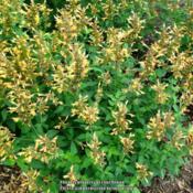 Agastache 'Kudos Gold' in full bloom in May.