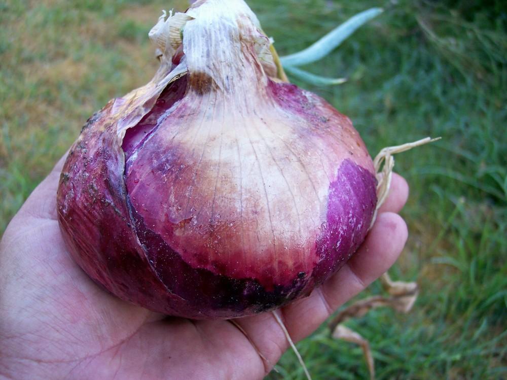 Photo of Onion (Allium cepa 'Desert Sunrise') uploaded by farmerdill