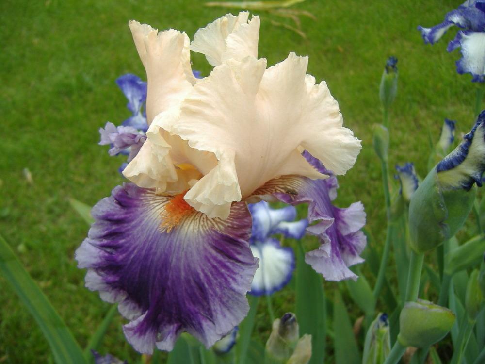 Photo of Tall Bearded Iris (Iris 'Devilicious') uploaded by tveguy3