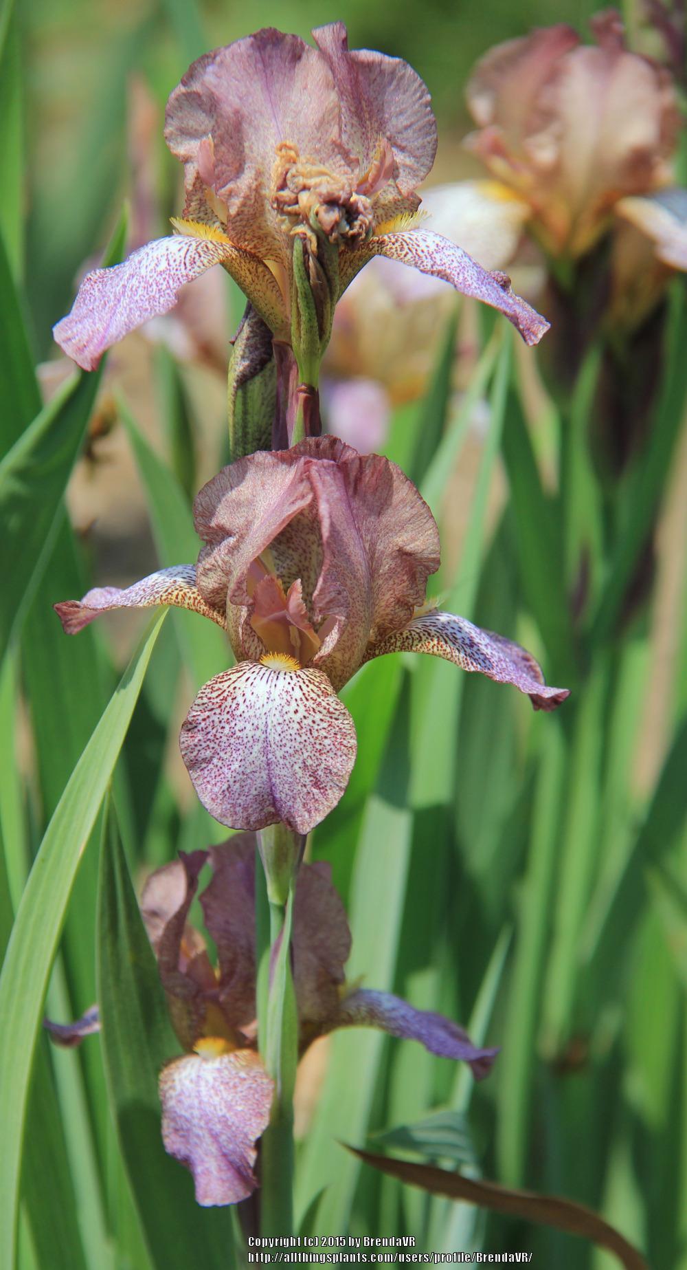 Photo of Miniature Tall Bearded Iris (Iris 'Going Dotty') uploaded by BrendaVR
