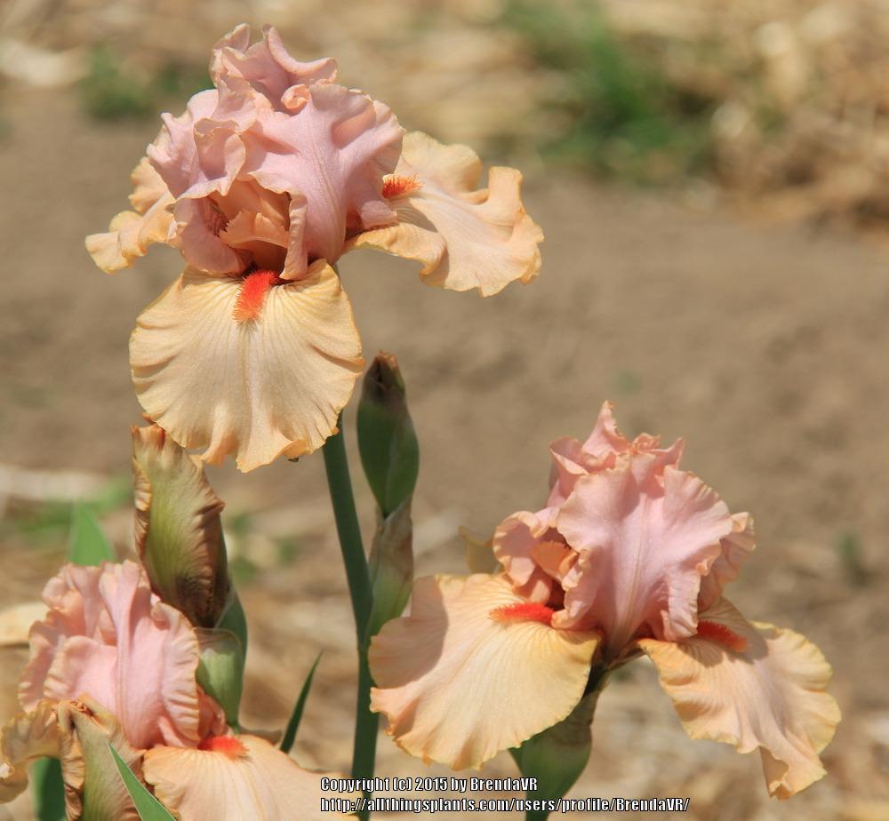 Photo of Tall Bearded Iris (Iris 'Inspired') uploaded by BrendaVR