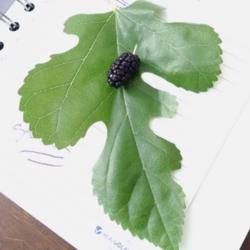 Location: Maryland
Date: 2015-05-31
Leaf and fruit