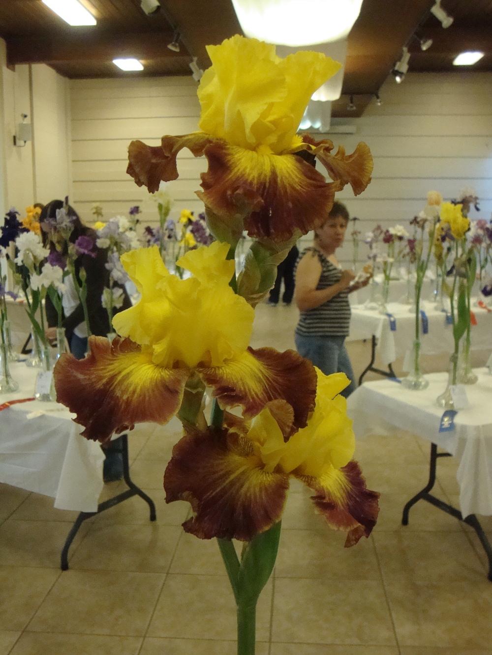 Photo of Tall Bearded Iris (Iris 'Hot Danish') uploaded by Paul2032