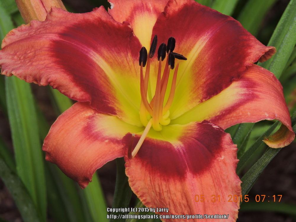 Photo of Daylily (Hemerocallis 'Carnival in Mexico') uploaded by Seedfork