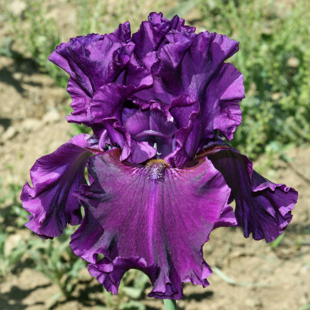Photo of Tall Bearded Iris (Iris 'Dream Express') uploaded by Snork