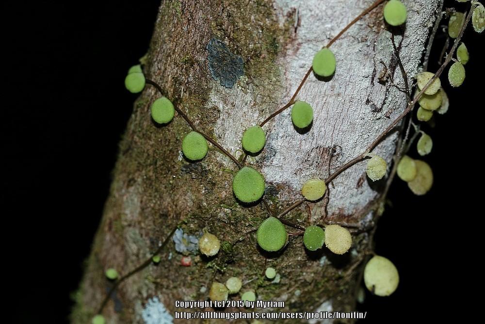 Photo of String of Turtles (Peperomia rotundifolia) uploaded by bonitin