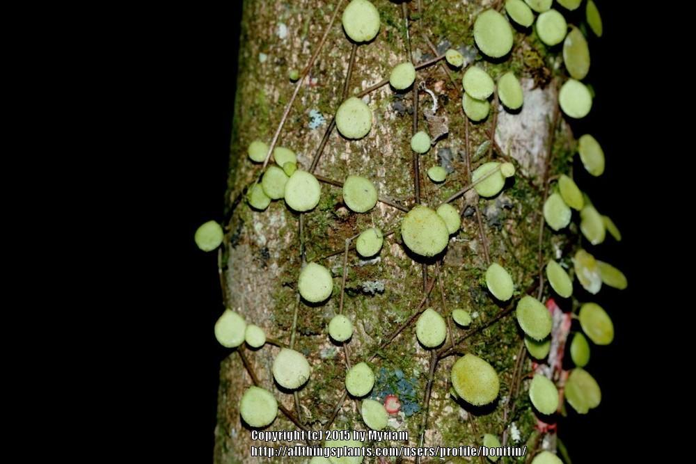 Photo of String of Turtles (Peperomia rotundifolia) uploaded by bonitin