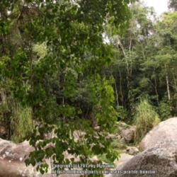 Location: Atlantic Rainforest, Paraty, Brazil
Date: 2015-01-20