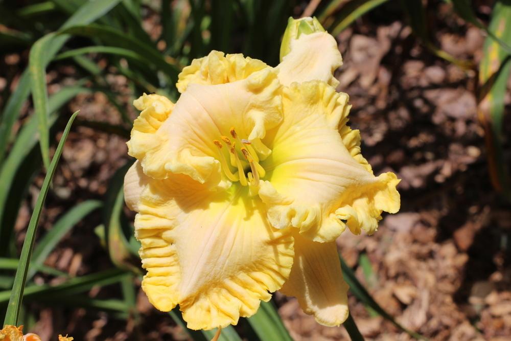 Photo of Daylily (Hemerocallis 'Butch and Barbara's Cracked Eggs') uploaded by dave