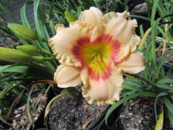 Thumb of 2015-05-31/gardenglory/e3b790