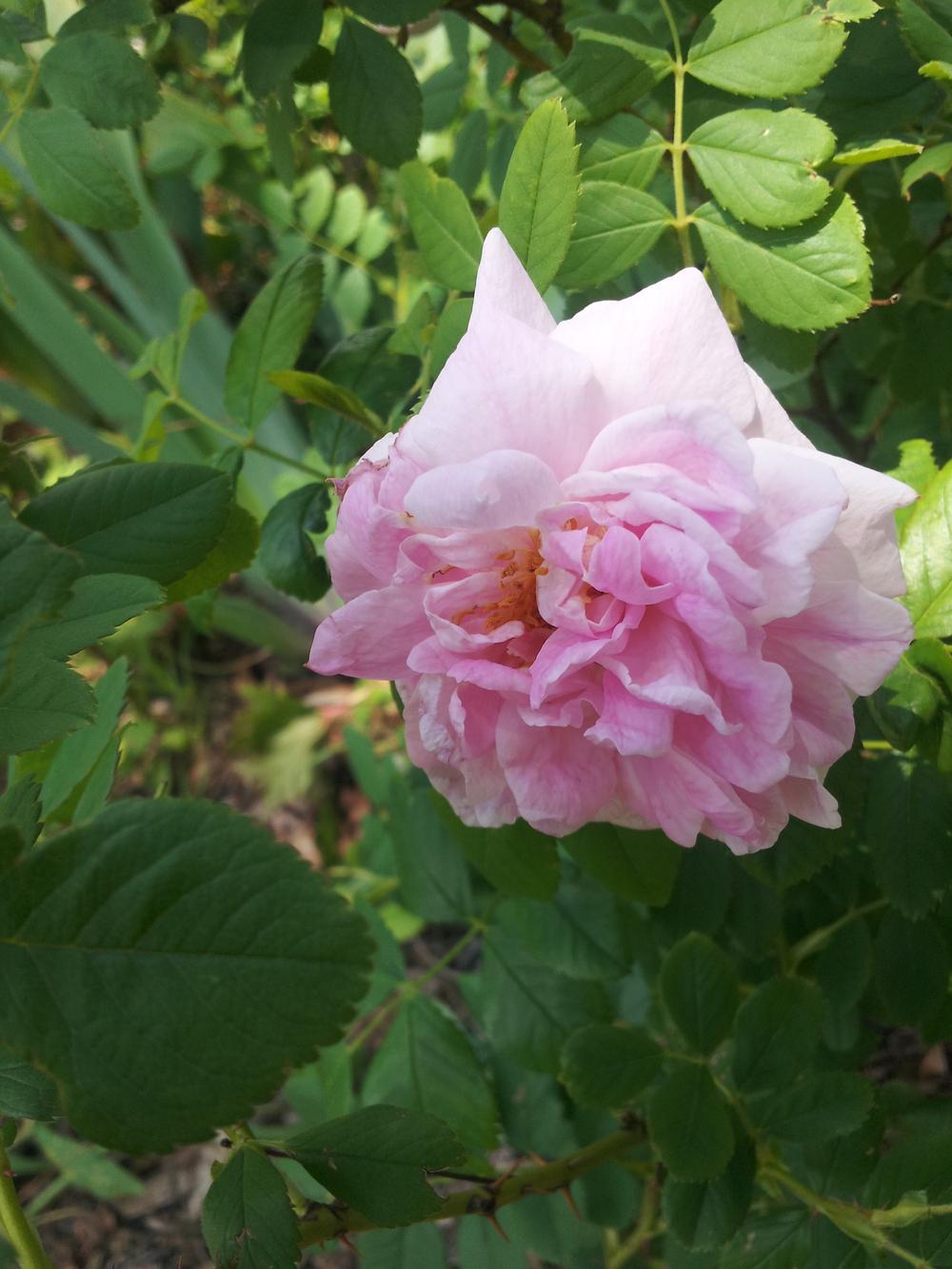 Photo of Rose (Rosa 'Banshee') uploaded by gemini_sage