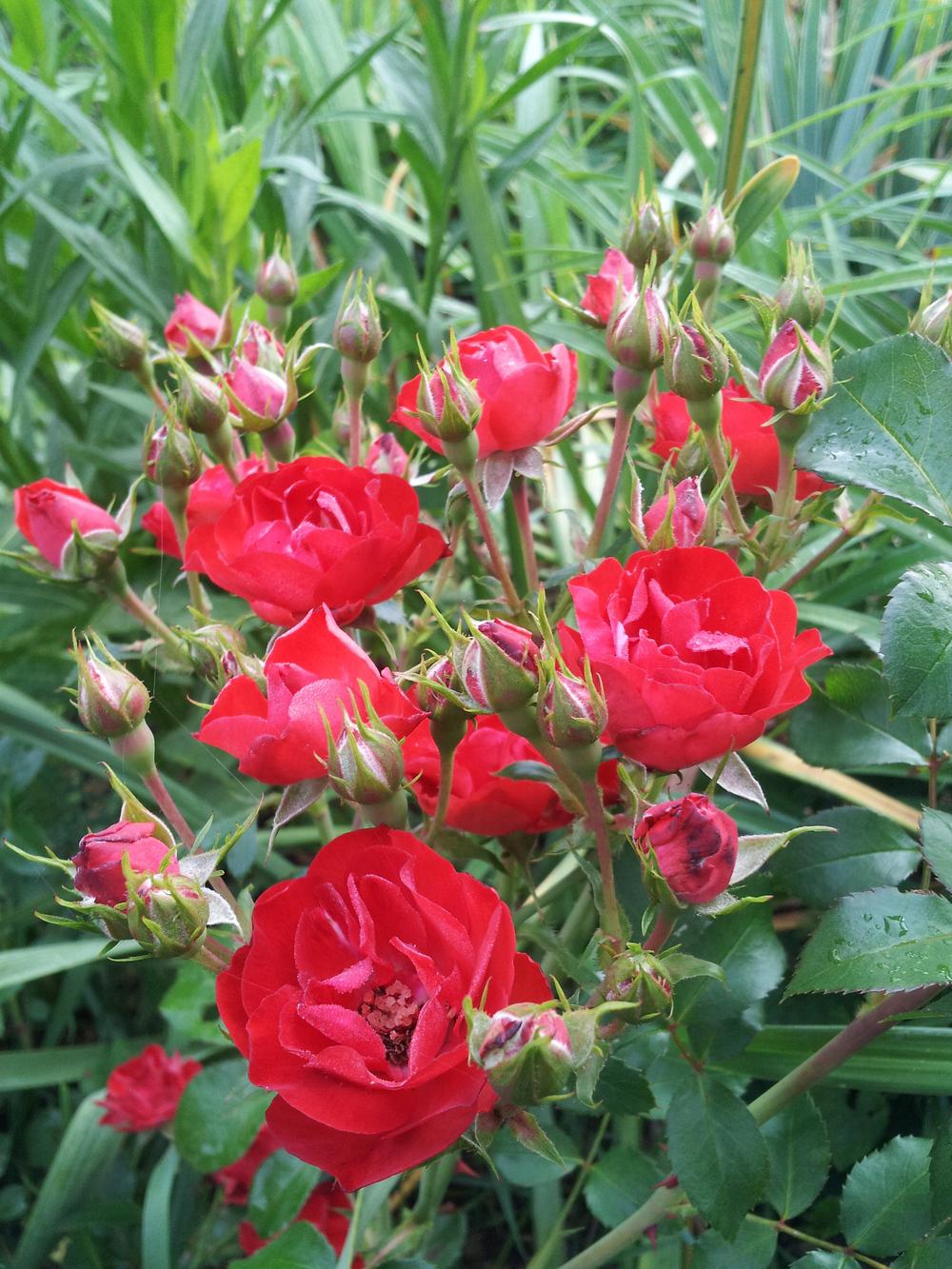Photo of Rose (Rosa 'Scarlet Meidiland') uploaded by gemini_sage