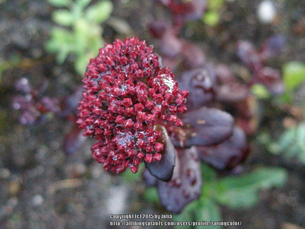 Photo of Sedum (Hylotelephium telephium subsp. telephium Touchdown™ Teak) uploaded by springcolor