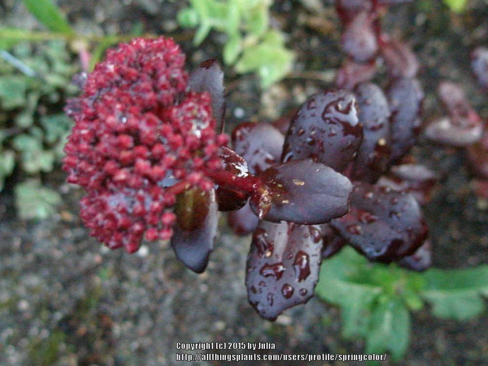 Photo of Sedum (Hylotelephium telephium subsp. telephium Touchdown™ Teak) uploaded by springcolor