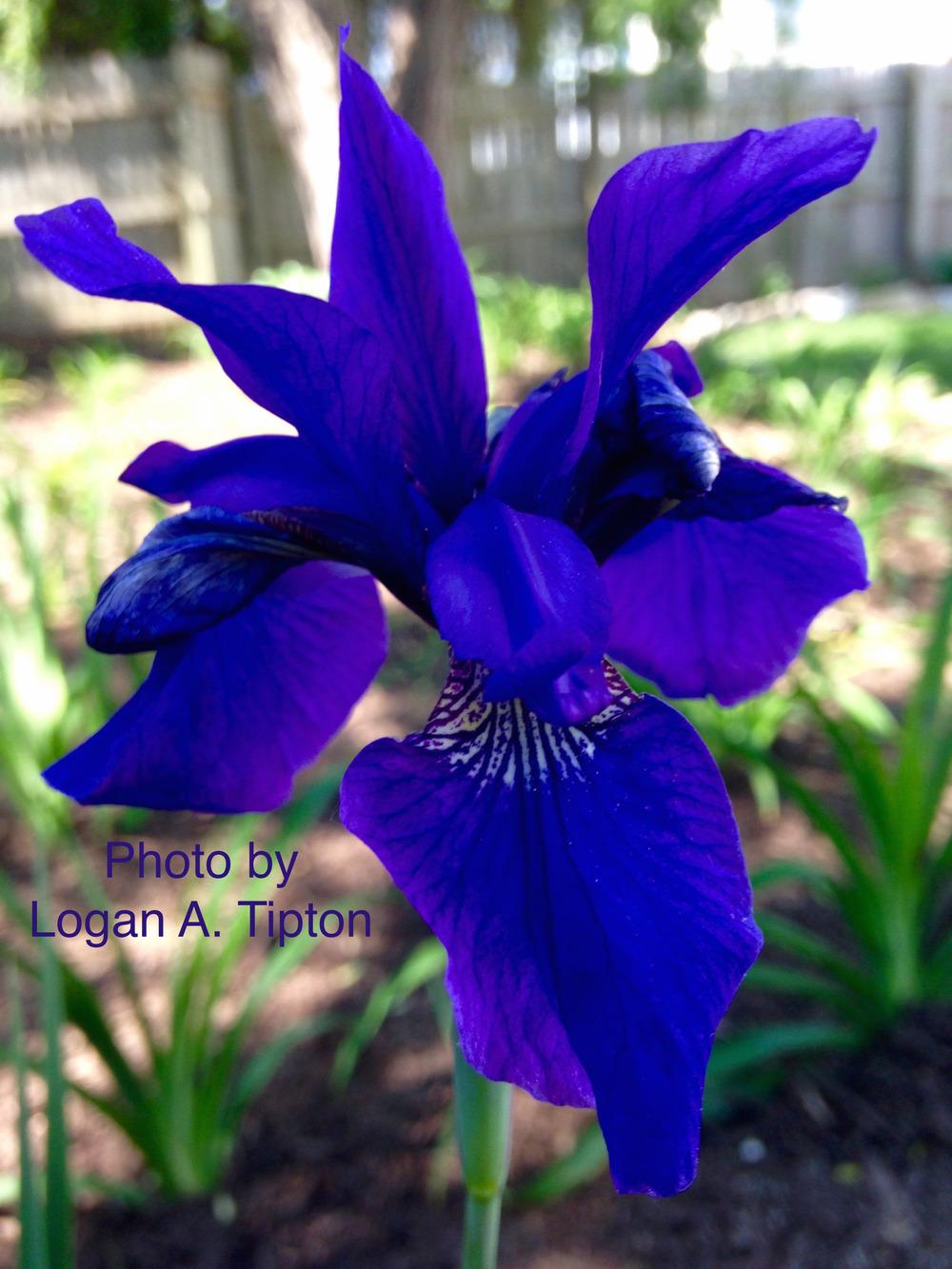 Photo of Siberian Iris (Iris 'Caesar's Brother') uploaded by tiptonla
