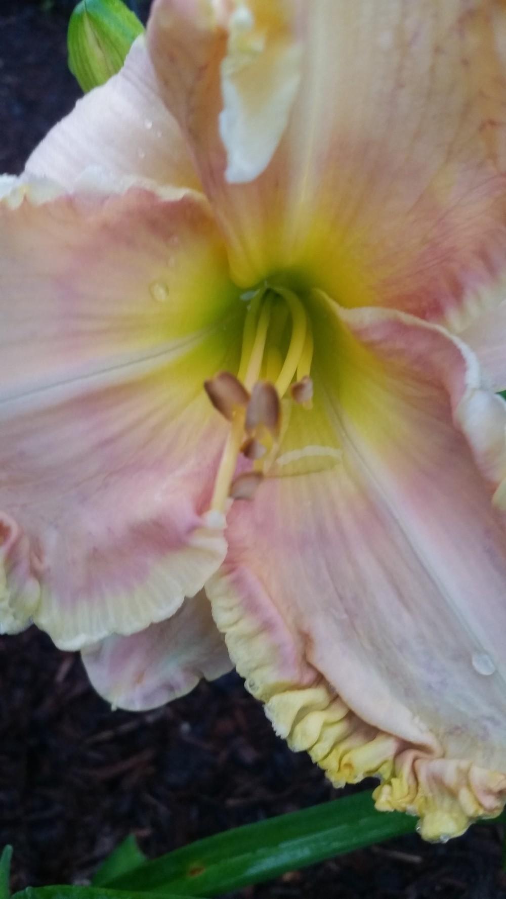 Photo of Daylily (Hemerocallis 'Clothed in Glory') uploaded by value4dollars