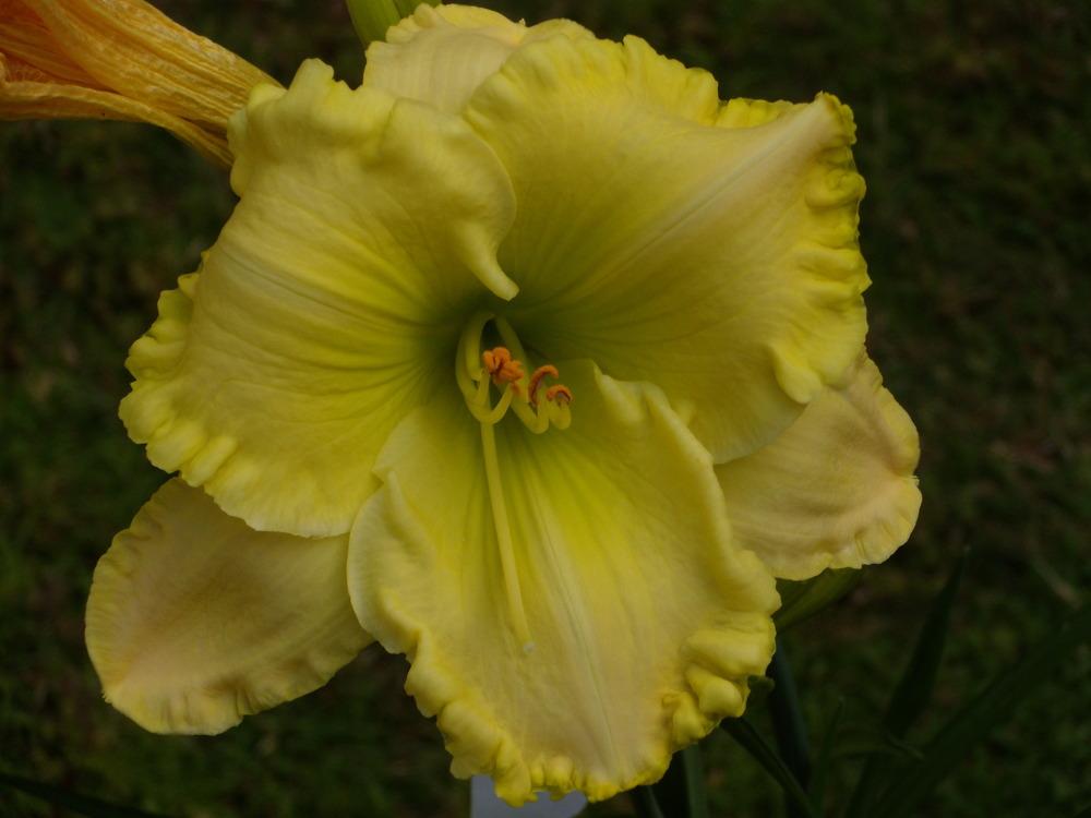 Photo of Daylily (Hemerocallis 'Jolly Good Yellow') uploaded by Betja