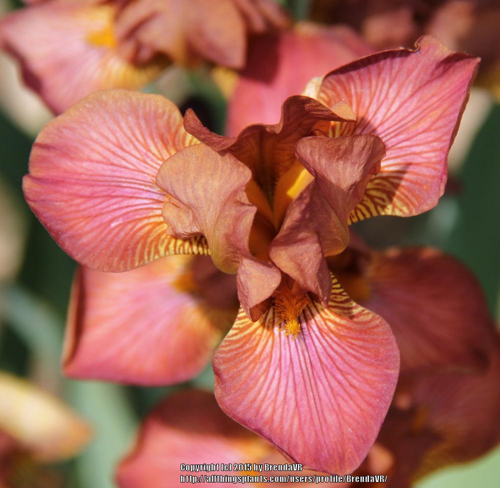 Photo of Miniature Tall Bearded Iris (Iris 'Hot News') uploaded by BrendaVR